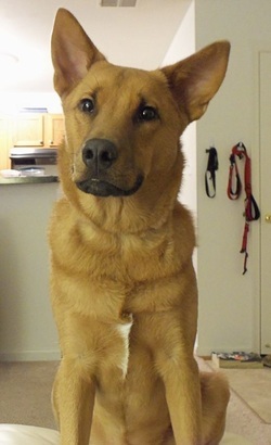 Alumni Update: 65th Dog Adopted Kody (Blane) is a very happy boy!