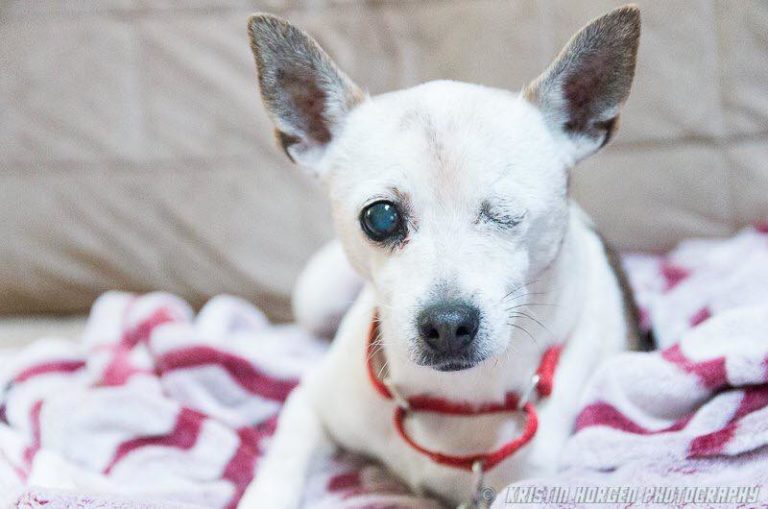 Looking for a Home: Peanut the Chihuahua