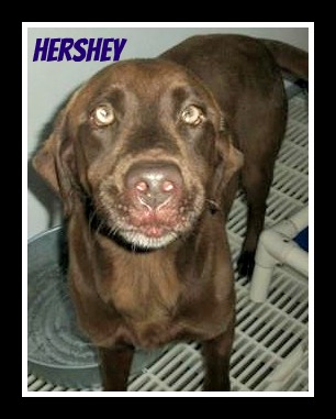Hershey needs some TLC: Sponsor him today!