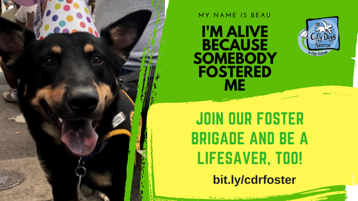 Why Be a Foster for a Dog or Cat?