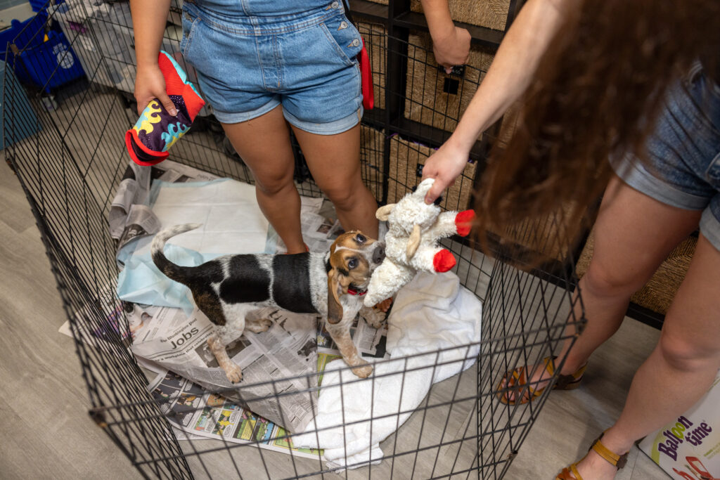 Manny, a beagle puppy, plays with a lamb chop toy.